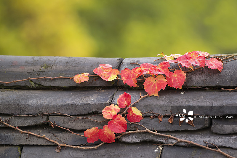 忠烈祠（Chungnyeolsa Shrine）内的波士顿常春藤，位于忠州，忠清北道图片素材