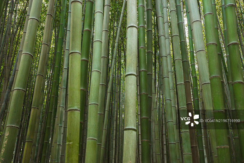 潭阳竹林图片素材