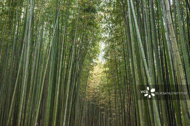 潭阳竹林图片素材