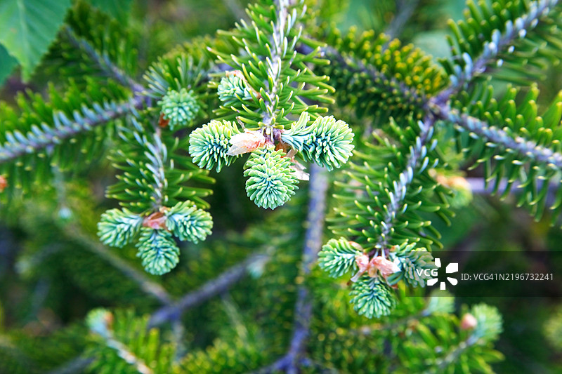 朝鲜冷杉树芽图片素材