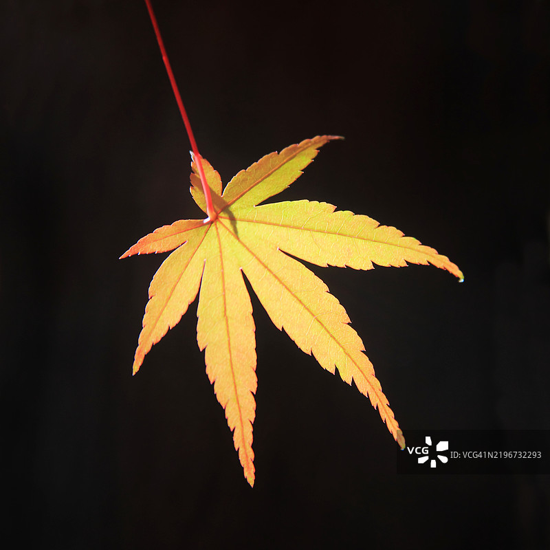 逆光下的枫叶图片素材