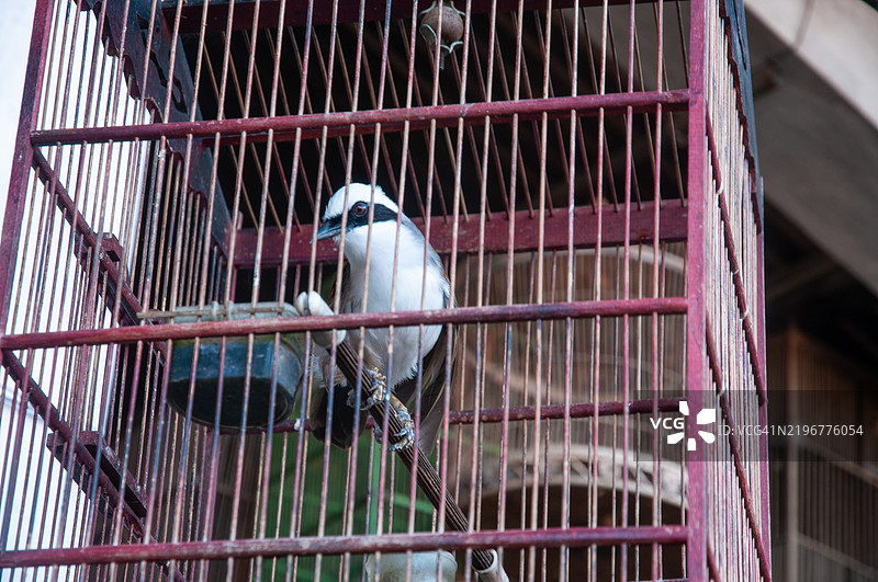 虎啸鸮（Lanius tigrinus）鸟在笼子里图片素材