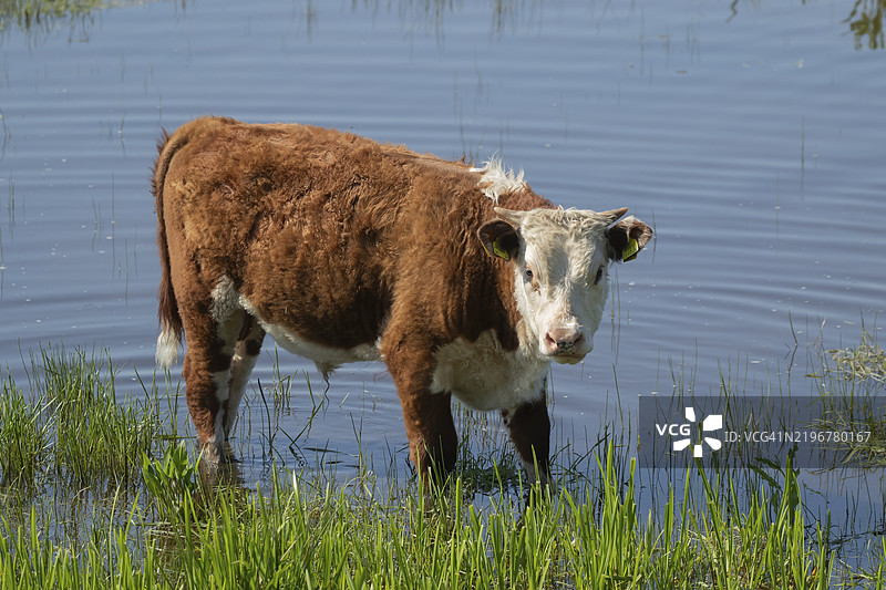 成年家牛（Bos taurus）在英格兰的河水中站立，英国，欧洲图片素材