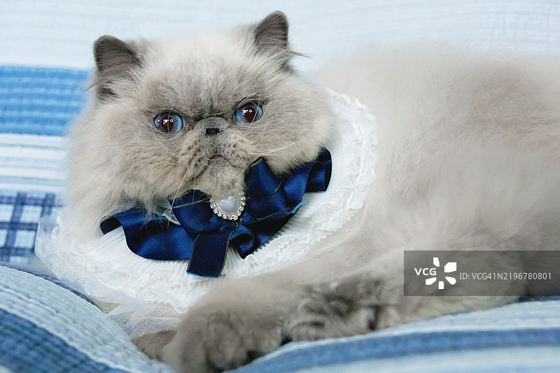 优雅的喜马拉雅猫穿着时尚的围嘴图片素材