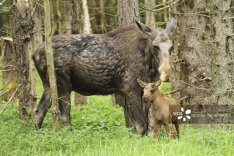母驼鹿（Alces alces）与约一周大的小鹿，瑞典南部，瑞典，斯堪的纳维亚，欧洲图片素材