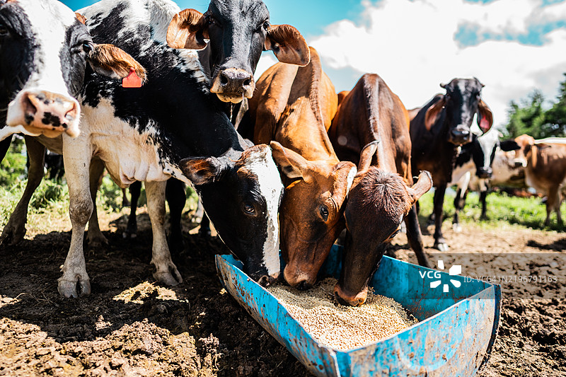农场里牛在牧场上吃草图片素材