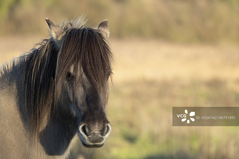 科尼克马（Equus ferus caballus）成年动物头部肖像，英格兰，英国，欧洲图片素材