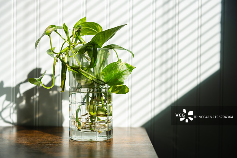 水中插着的波斯顿藤植物切段图片素材