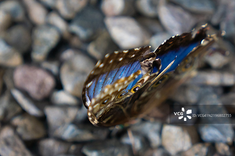 破损的蓝色摩尔福蝶停在岩石地面上图片素材