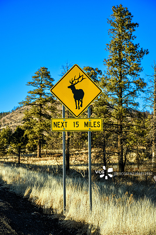 美国亚利桑那州和犹他州之间森林中的驼鹿警告路标图片素材