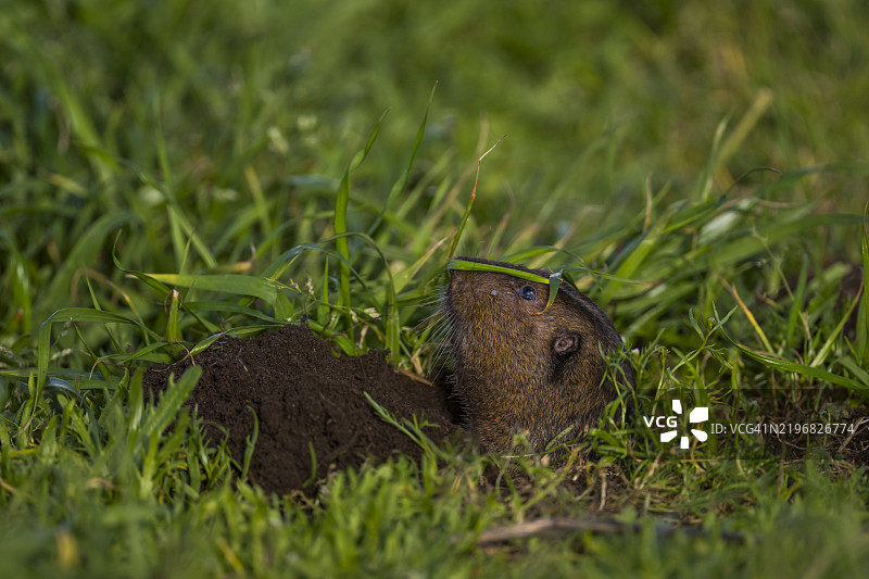 博塔口袋地鼠图片素材