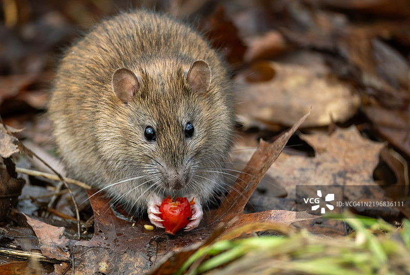 可爱的棕色老鼠（挪威鼠）图片素材