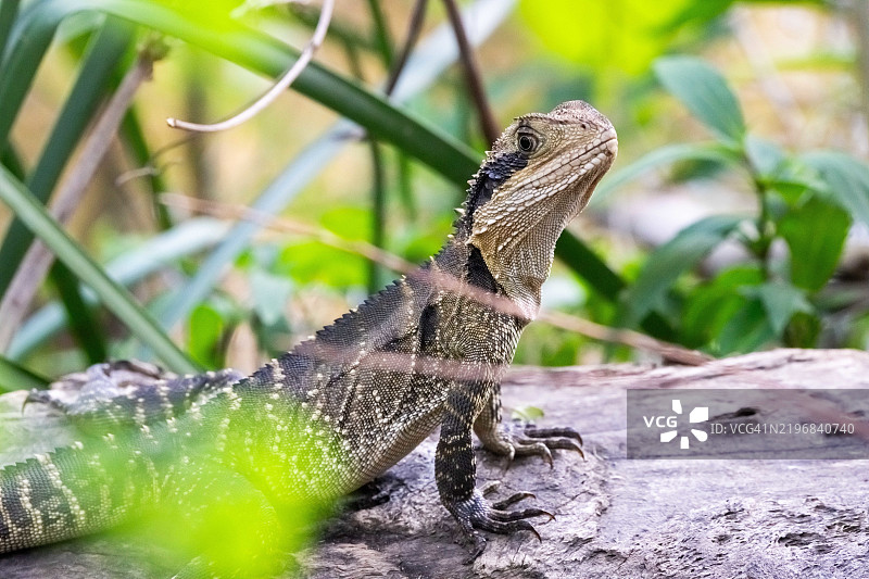 一只东部水龙（Intellagama lesueurii）骄傲地站在森林的落叶中。图片素材