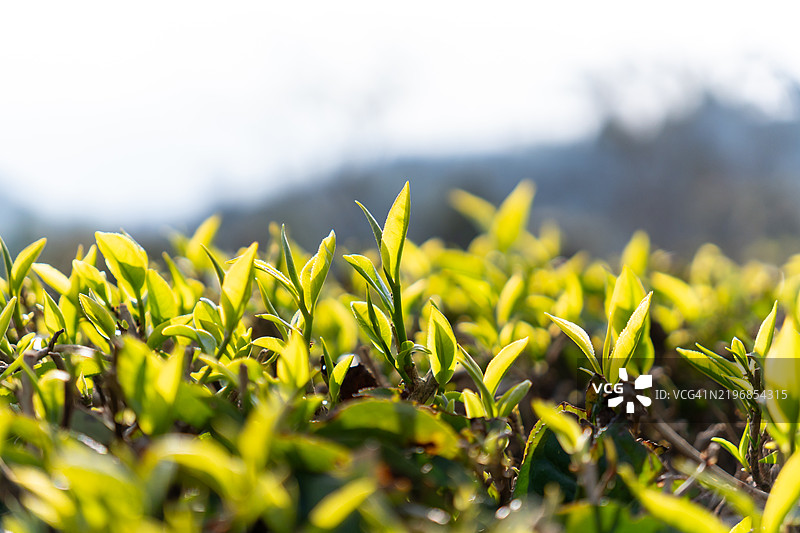 绿茶叶图片素材