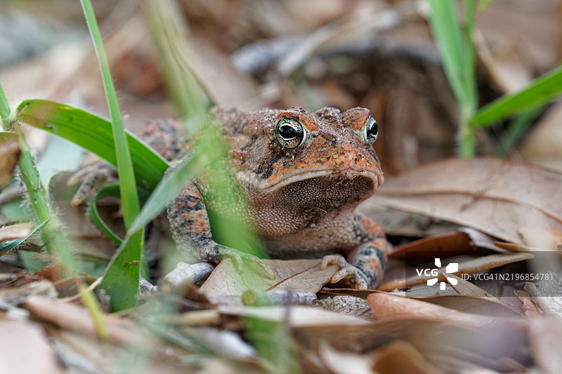 东方蟾蜍图片素材