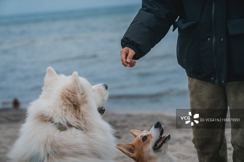 塔霍湖 - 狗狗在水边看着一个人递给它们零食图片素材