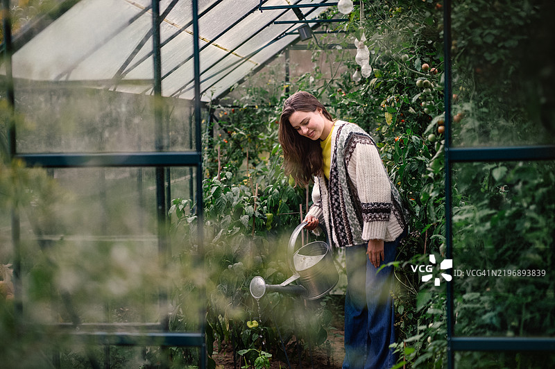 生态女性在温室中用铁水壶浇灌自己的蔬菜花园，进行全年无休的温室园艺。图片素材