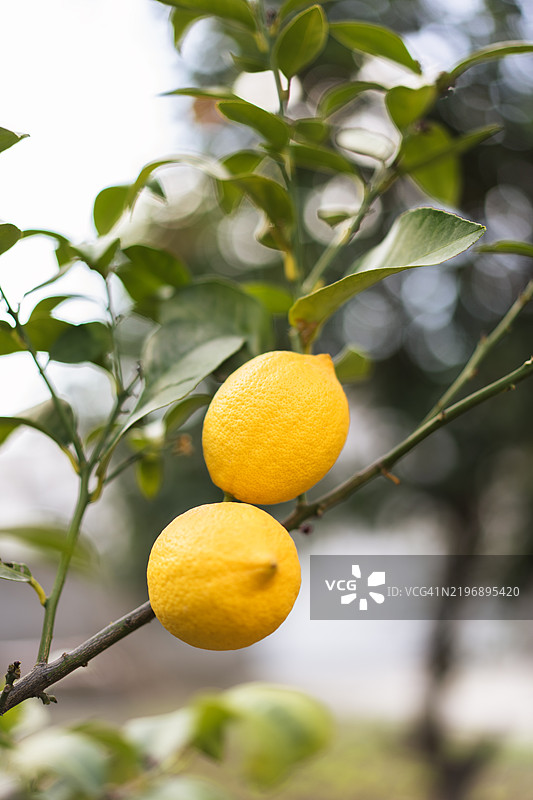 两颗成熟的柠檬挂在树枝上，准备采摘图片素材
