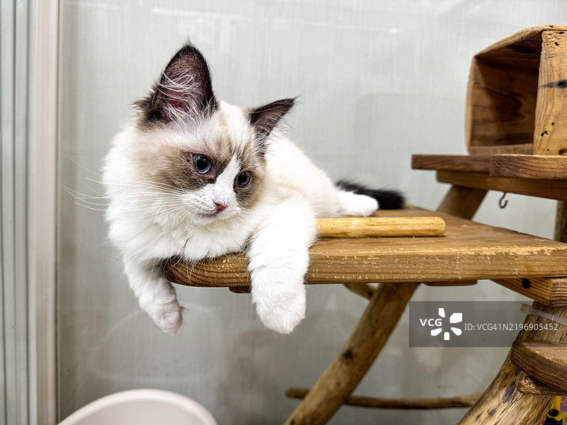 三个月大的布偶猫小猫图片素材