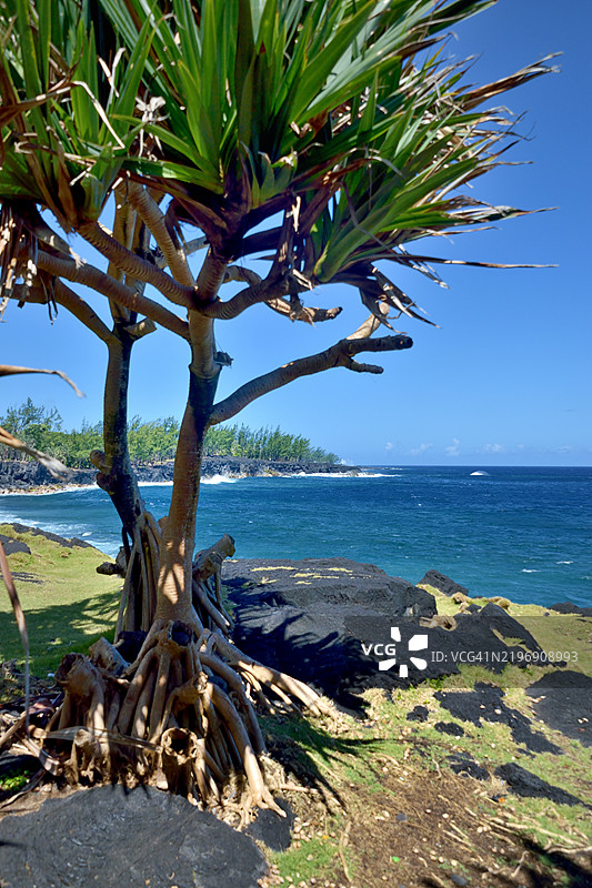 留尼汪岛，阿提耶或香甜苹果（Annona squamosa）在圣菲利普附近的熔岩海岸上图片素材