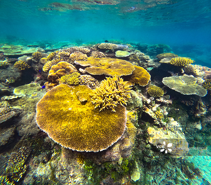 聚集在一起的网状珊瑚（Acropora clathrata）与其他珊瑚种类共同生长图片素材