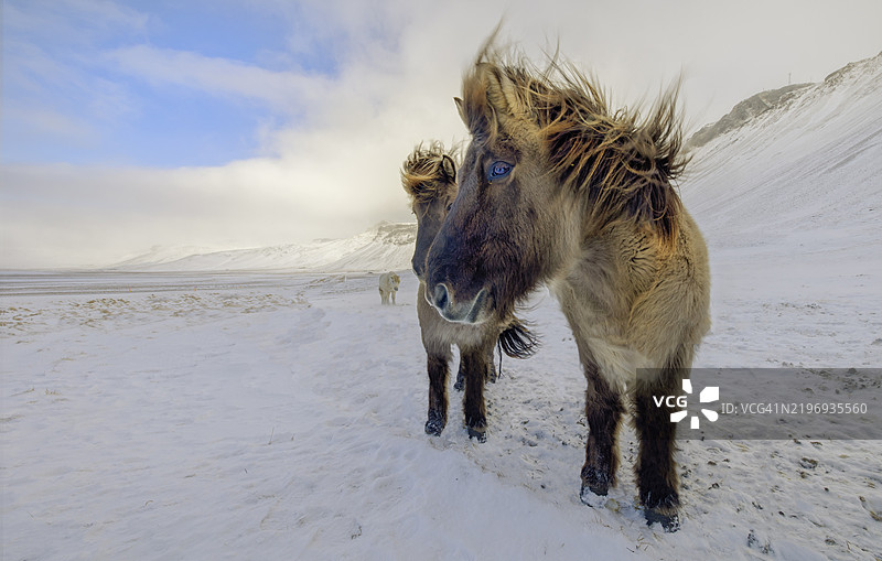冰岛马复制品图片素材