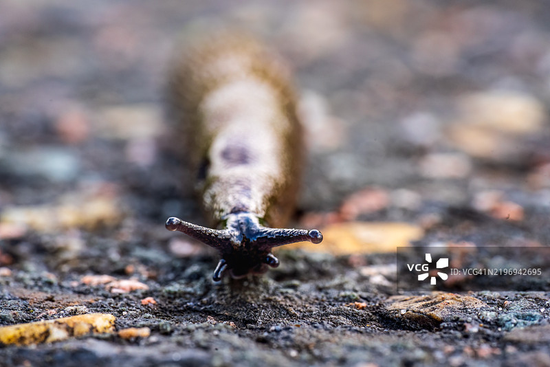 在前景中看到的蜗牛或地面蜗牛图片素材