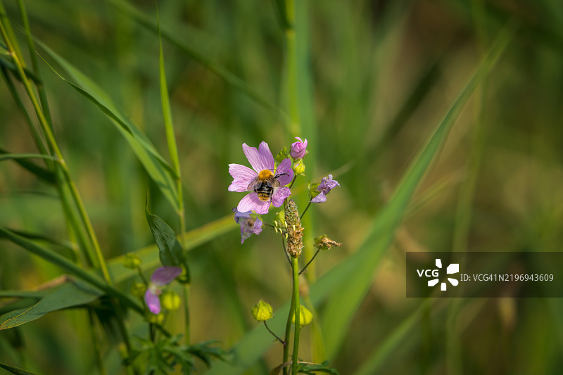 新花园大黄蜂 - Bombus hypnorum 造访麝香锦葵 - Malva moschata图片素材
