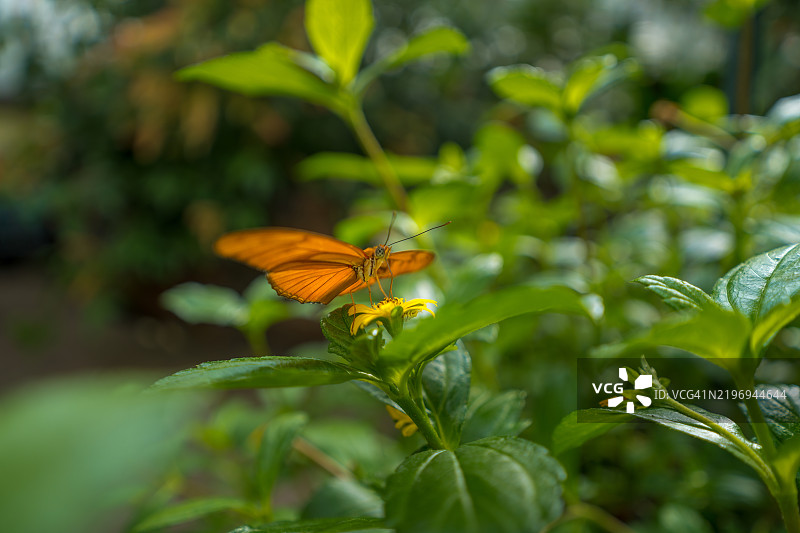 朱莉亚蝴蝶或干亚斯蝴蝶图片素材