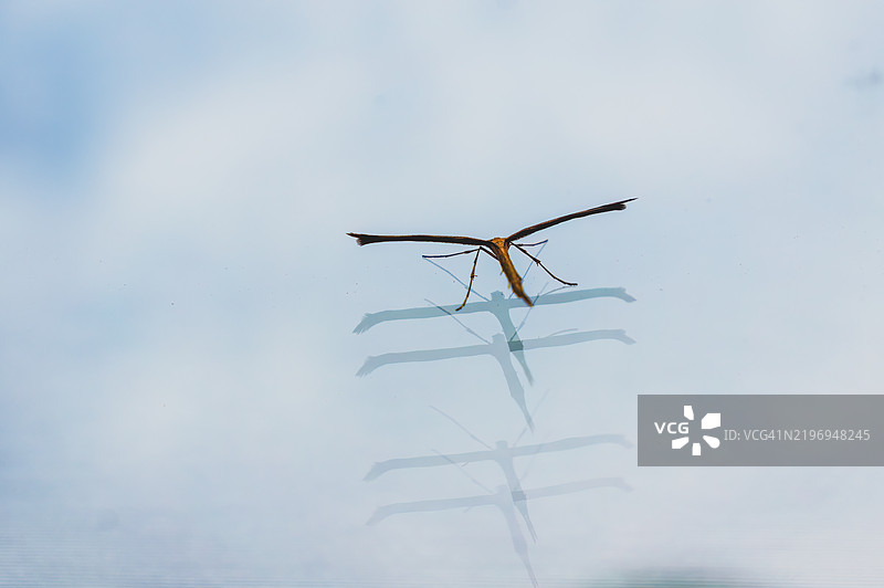 双斑羽蛾 - Stenoptilia bipunctidactyla图片素材