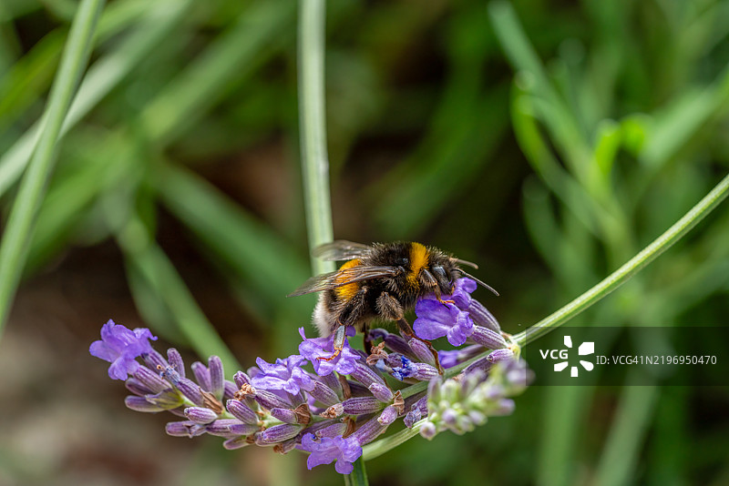 大花园大黄蜂 - Bombus ruderatus图片素材