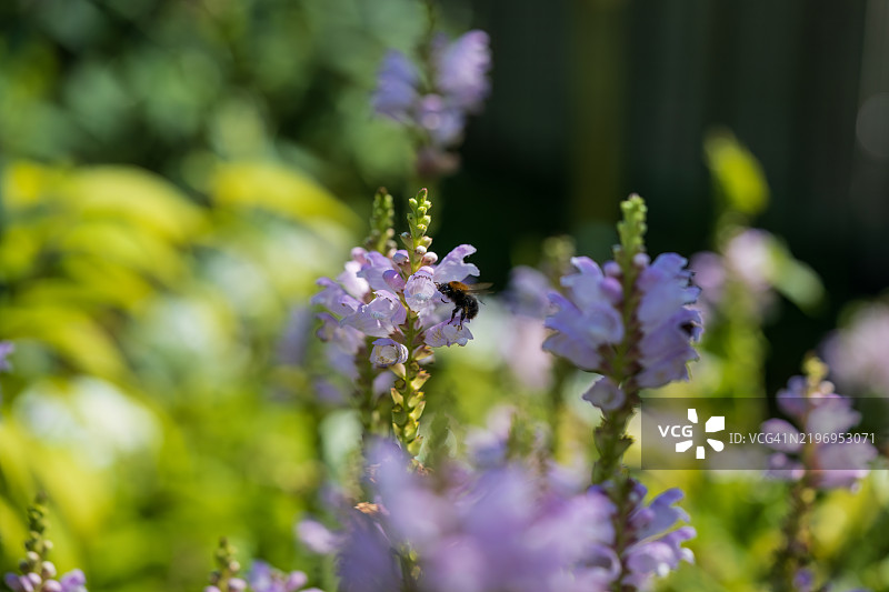 新花园大黄蜂 - 斑纹大黄蜂正在造访顺应植物 - 维吉尼亚假龙头图片素材