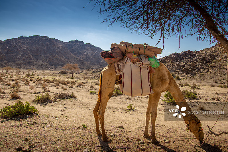 荒野中的骆驼图片素材