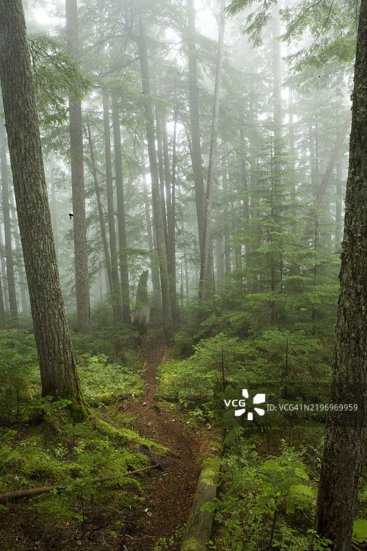 一条单车徒步小径蜿蜒穿过被雾气笼罩的温哥华不列颠哥伦比亚省惠斯勒的古老道格拉斯冷杉和黄杉森林。图片素材