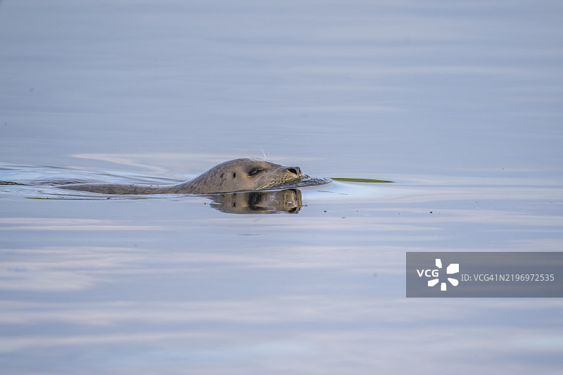 港口海豹图片素材