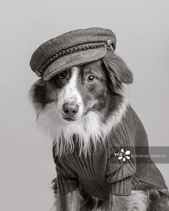 穿着希腊渔夫毛衣和高领毛衣的狗图片素材