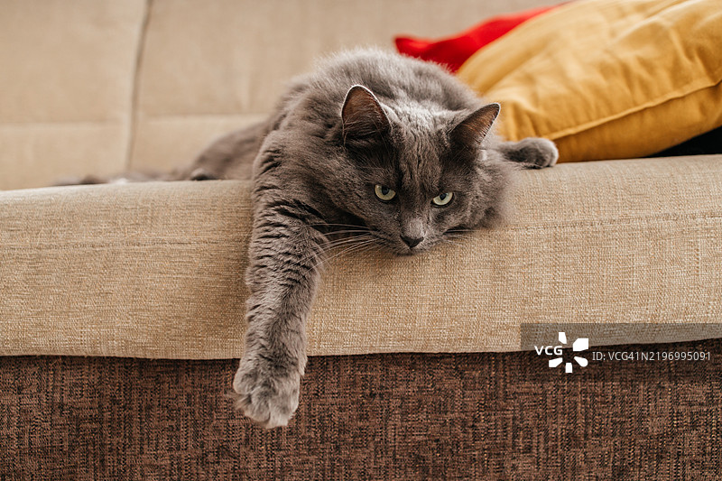 一只灰色的猫躺在公寓的沙发上休息，完全放松。图片素材
