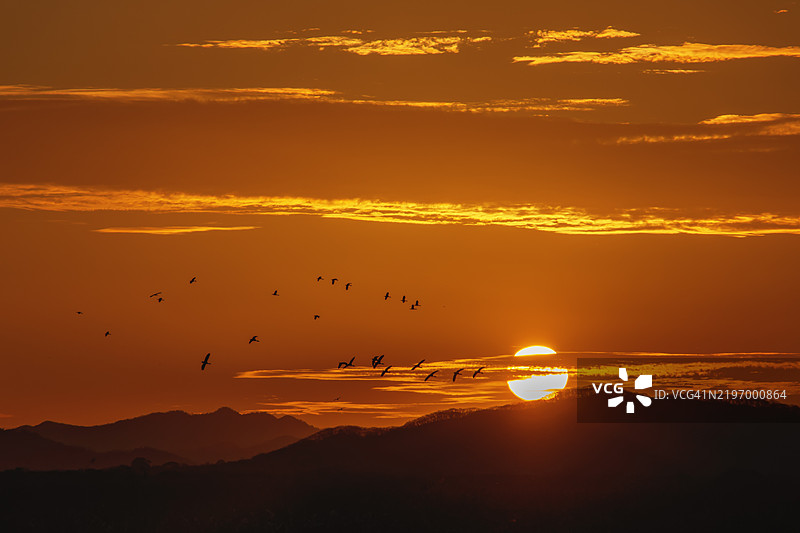 日落时分，飞翔的鸟儿在起伏的山丘上空翱翔图片素材