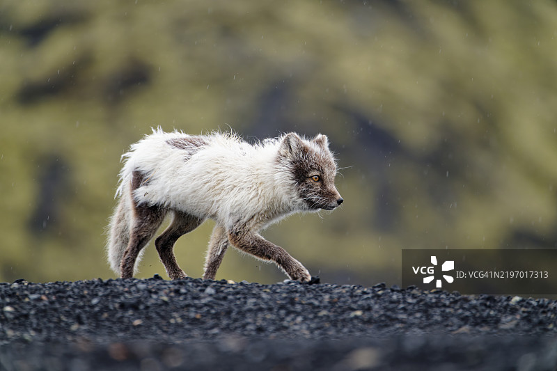 北极狐图片素材