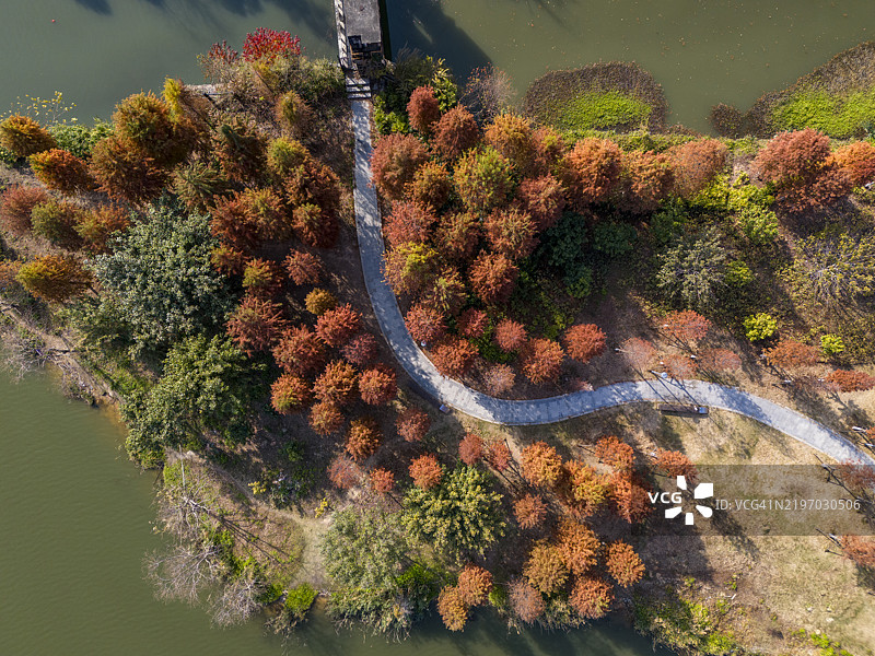 公园小径旁的红杉树图片素材