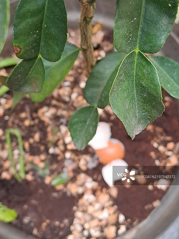剩余的蛋壳作为盆栽植物的肥料图片素材