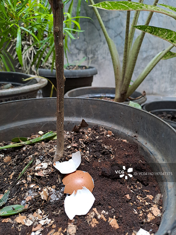 剩余的蛋壳作为盆栽植物的肥料图片素材
