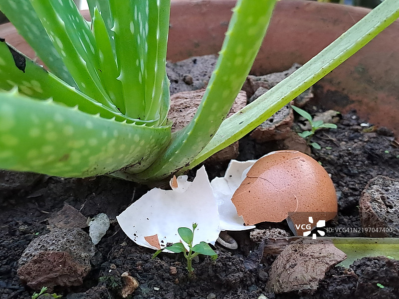 剩余的蛋壳作为盆栽植物的肥料图片素材