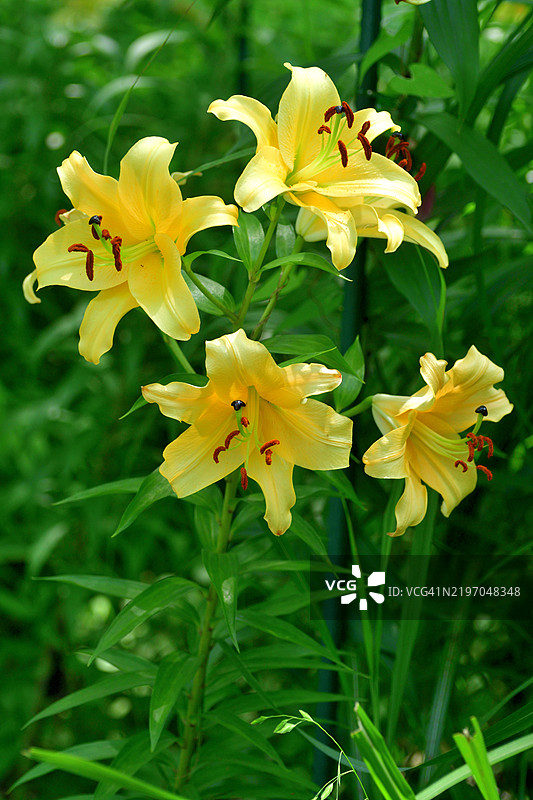 百合花：为花园增添优雅与芬芳图片素材
