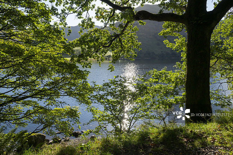 英格兰坎布里亚湖区兄弟水旁的树木图片素材