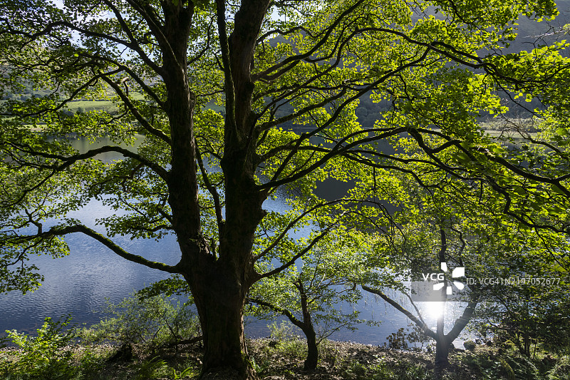 英格兰坎布里亚湖区兄弟水旁的树木图片素材