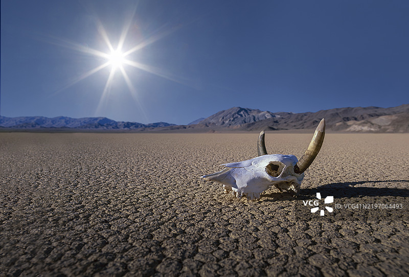 沙漠中阳光下的牛头骨。图片素材