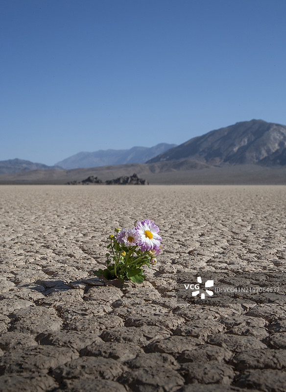沙漠中的花朵盛开。图片素材