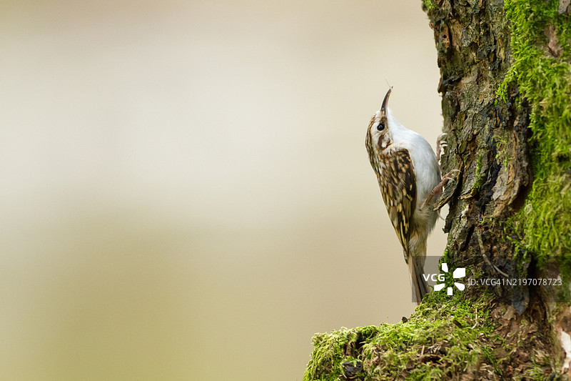 树皮鸟肖像（横向）图片素材