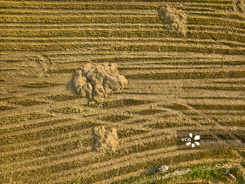 柬埔寨乡村的稻田图片素材
